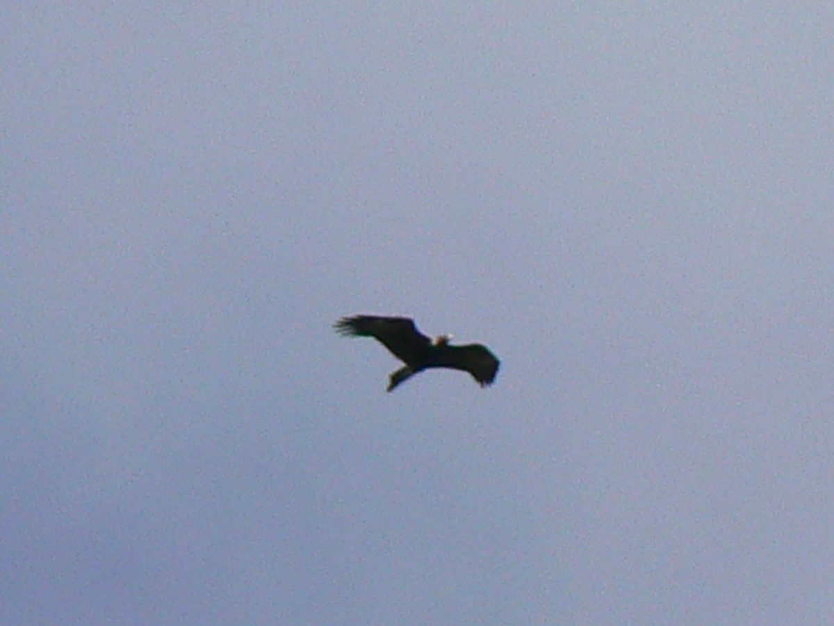 Wedge-tailed Eagle - ML68166011