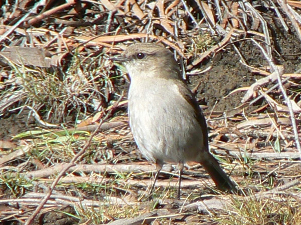 Dusky Robin - ML68166321