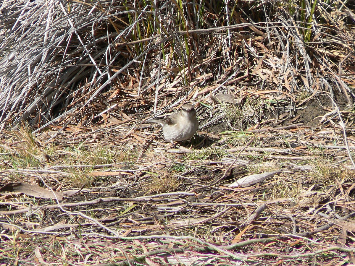 Dusky Robin - ML68166331