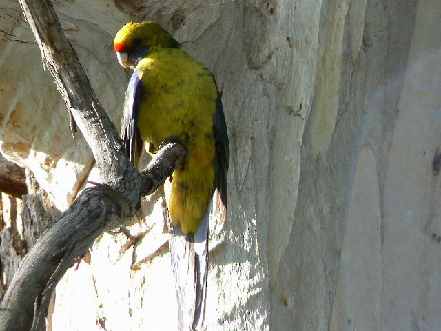 Green Rosella - ML68167331