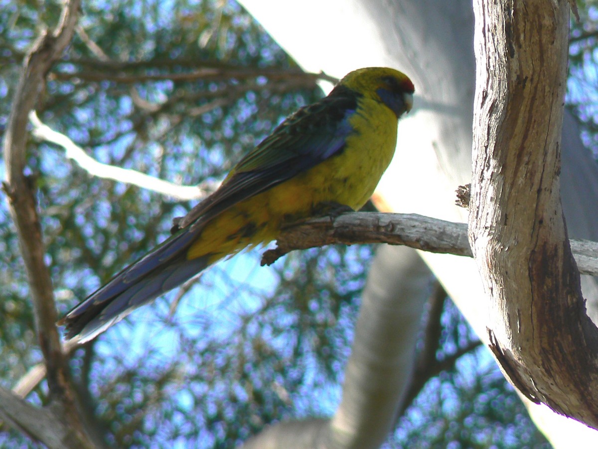 Green Rosella - ML68167351