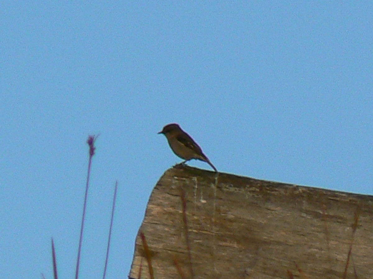 Dusky Robin - ML68167671