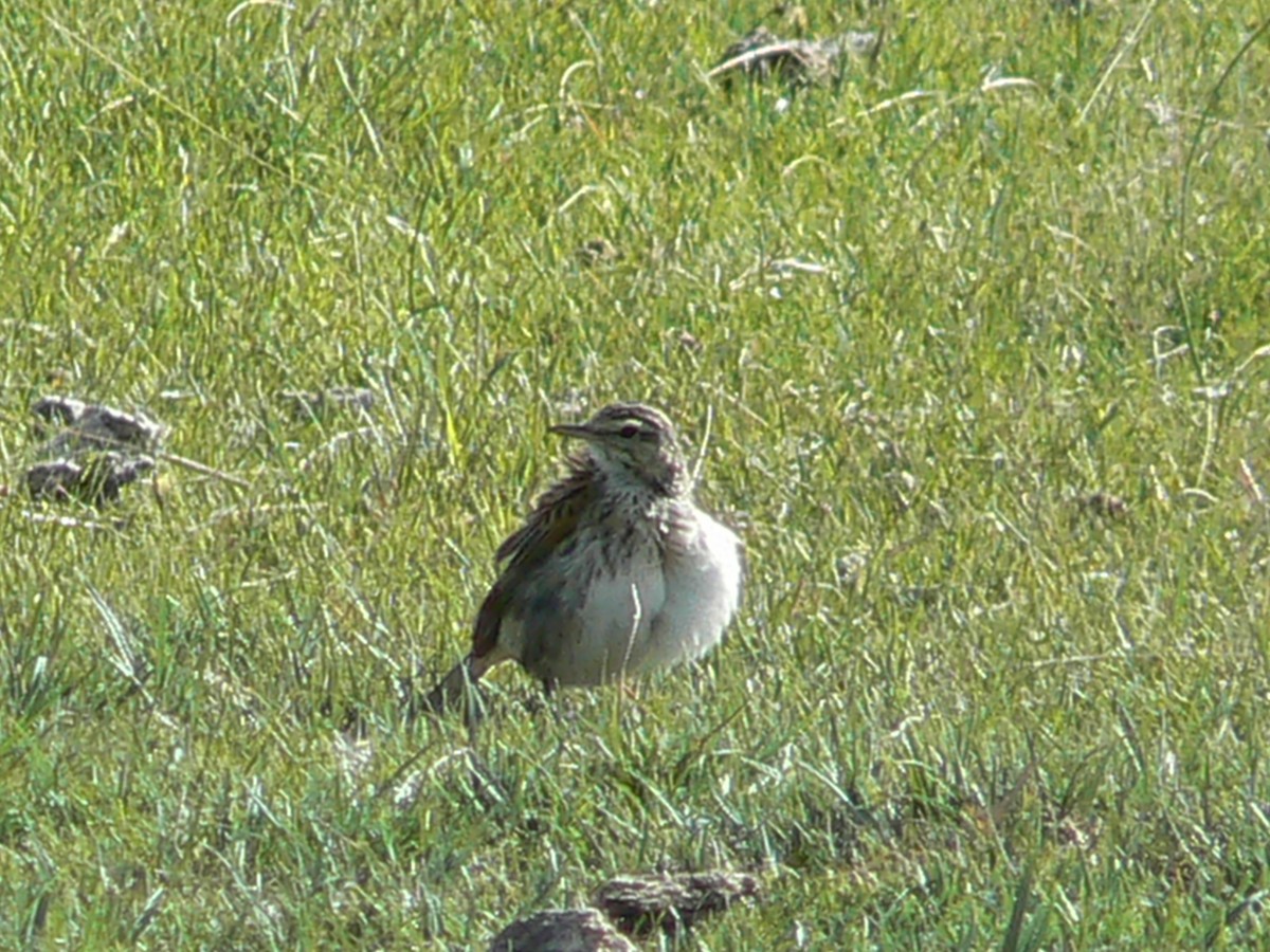 Australian Pipit - ML68167731