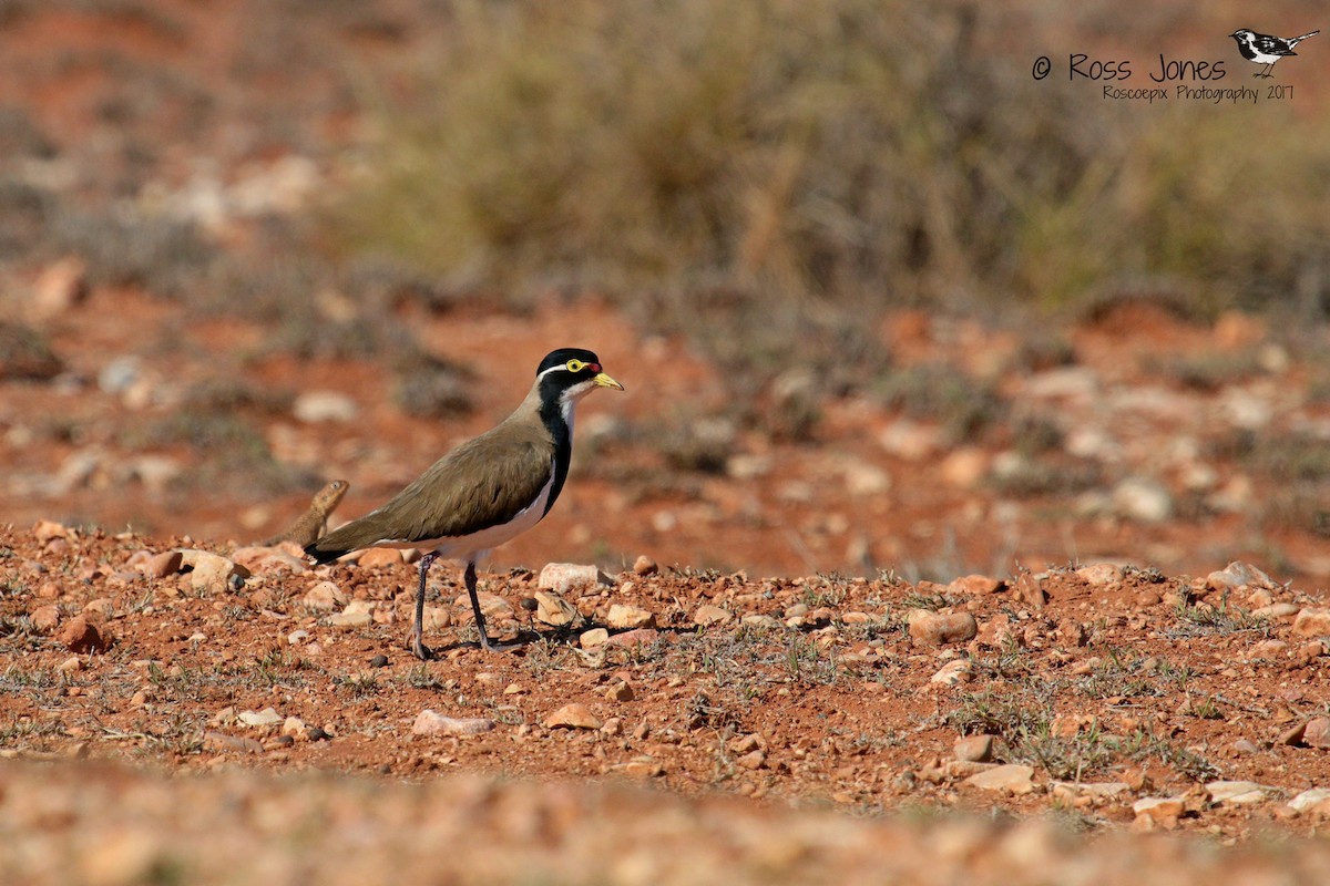 Banded Lapwing - ML68171311
