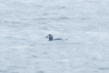 Harlequin Duck - ML68171621