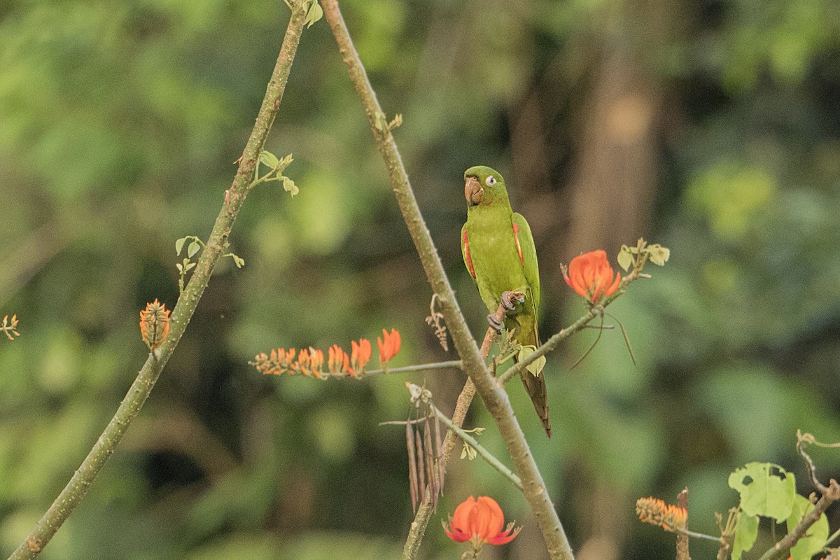 White-eyed Parakeet - ML68172091