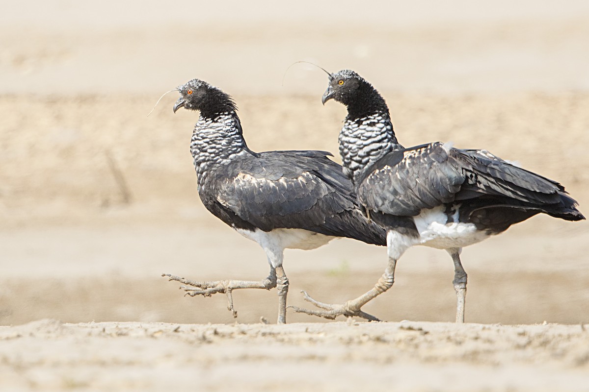 Horned Screamer - ML68172321