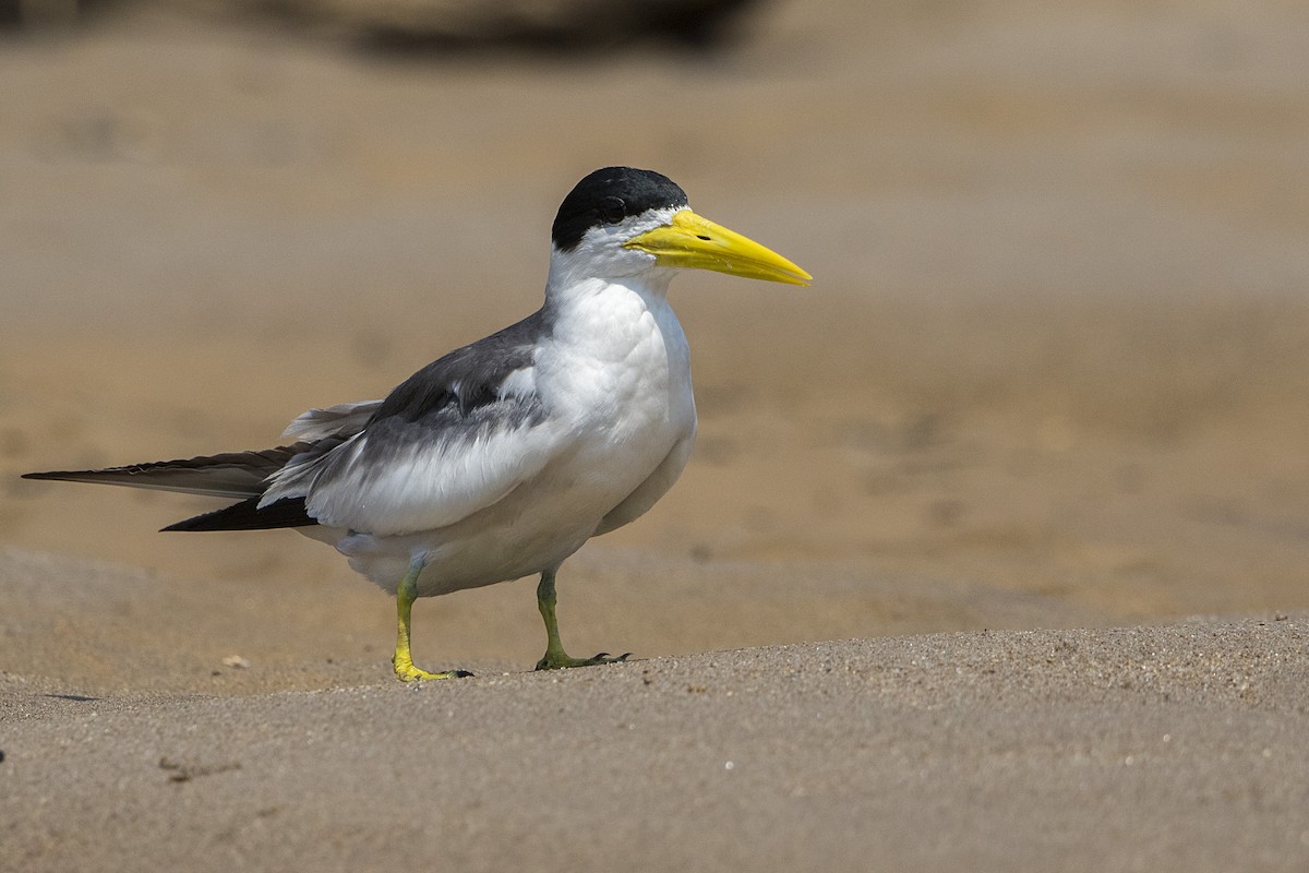 Large-billed Tern - Anonymous