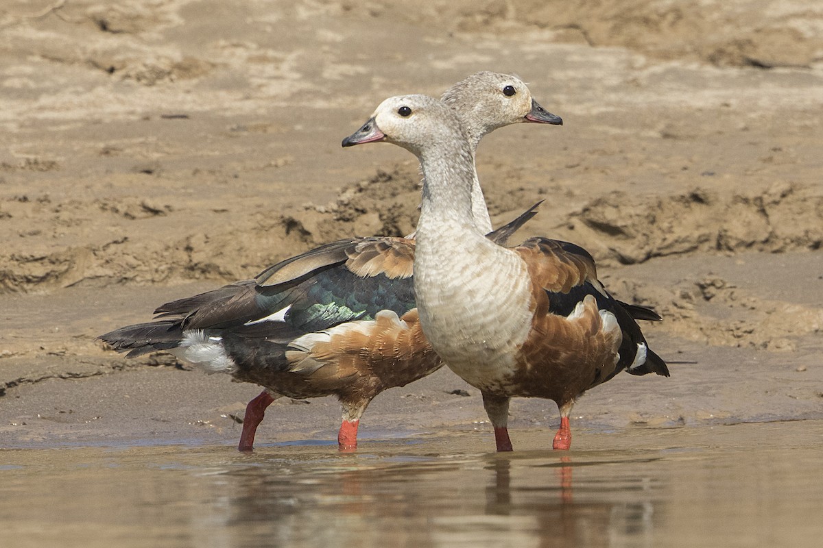 Orinoco Goose - ML68172661