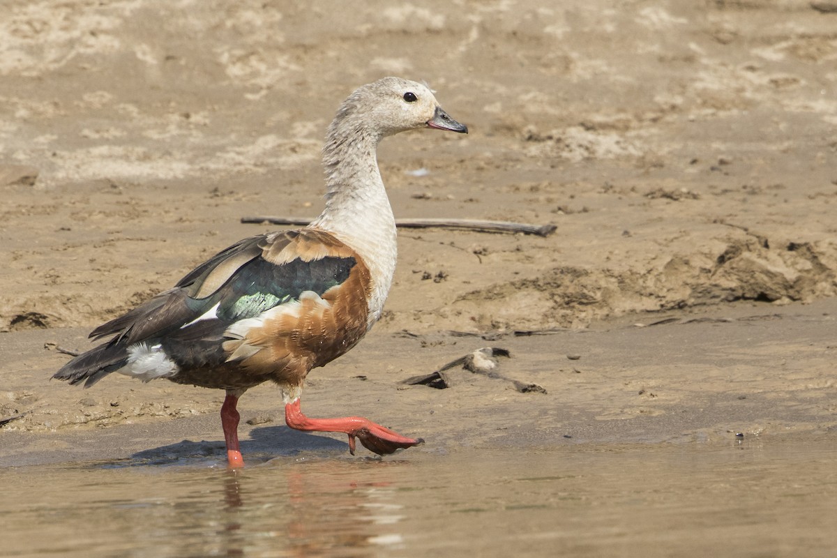 Orinoco Goose - ML68172681