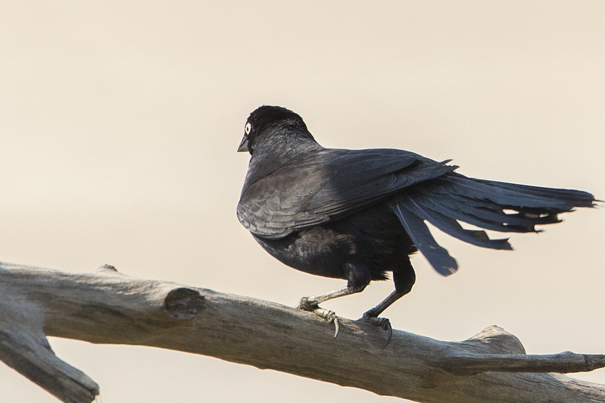 Giant Cowbird - ML68172741