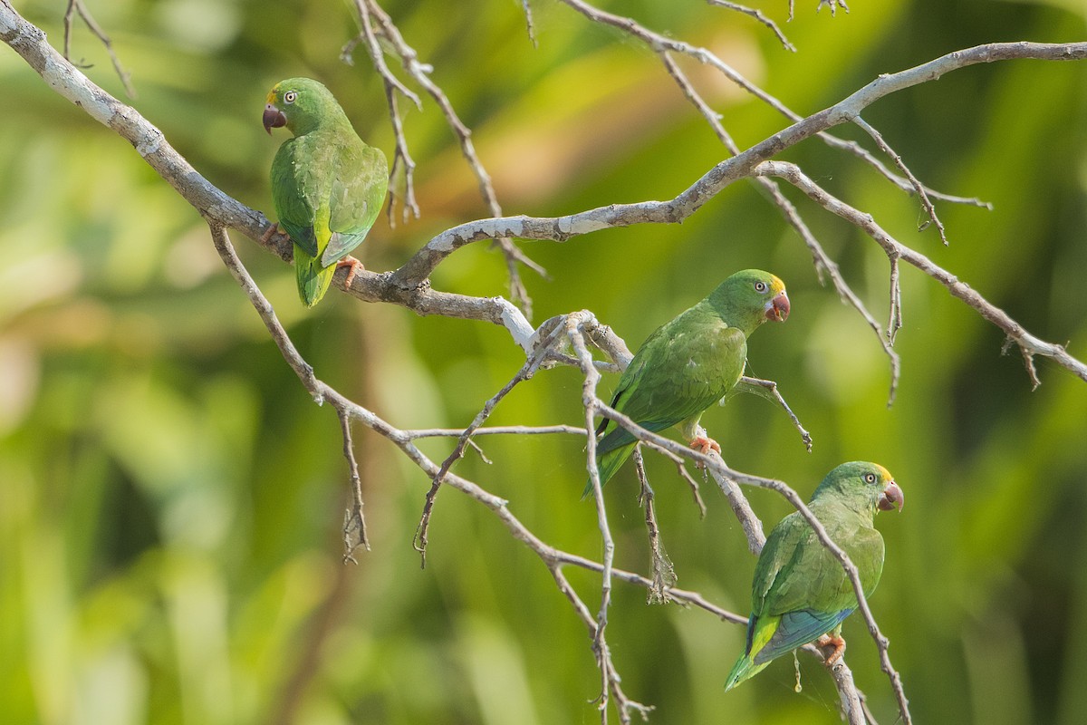 Tui Parakeet - Bradley Hacker 🦜