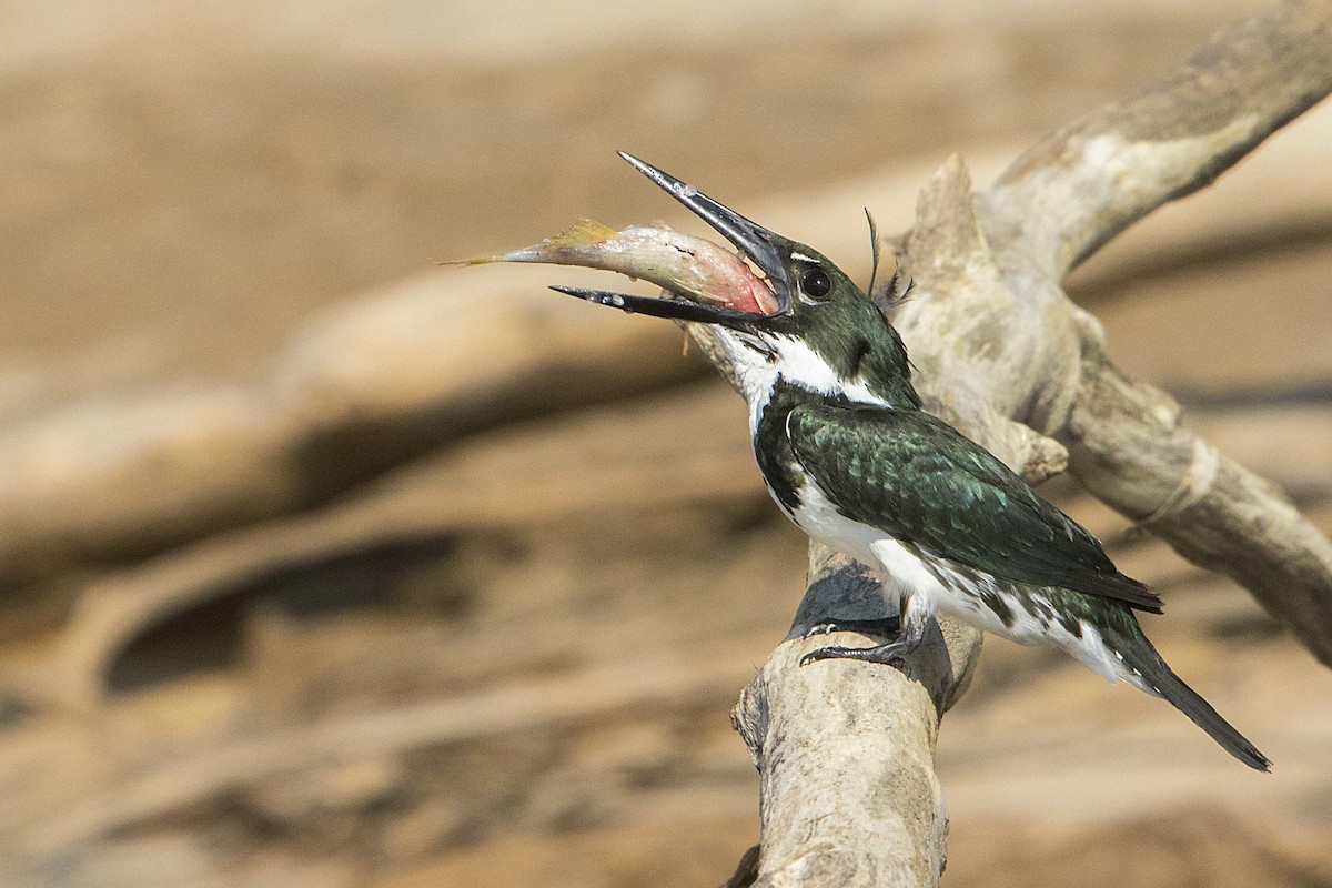 Amazon Kingfisher - Bradley Hacker 🦜