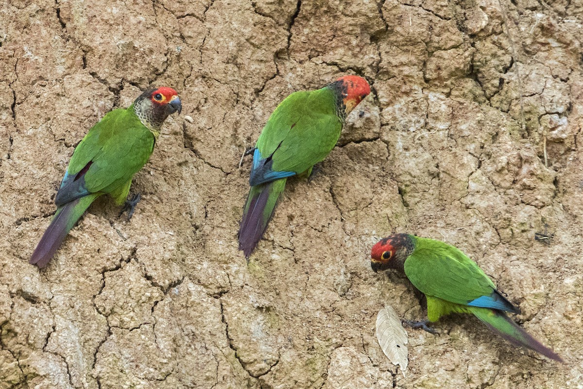 Rose-fronted Parakeet - Bradley Hacker 🦜