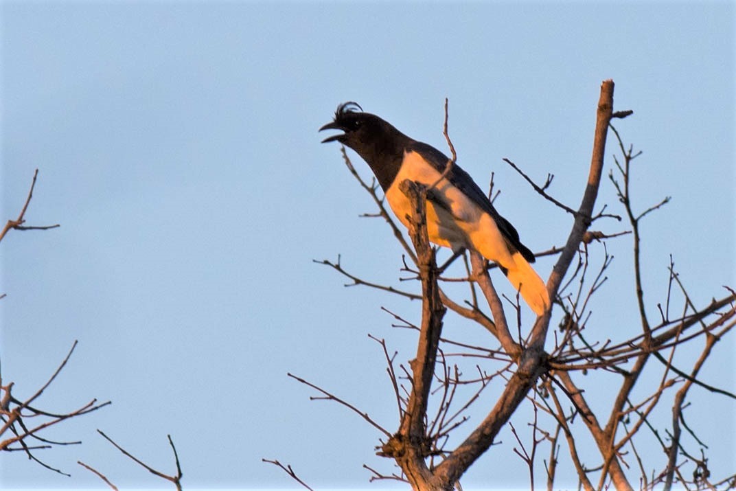 Curl-crested Jay - ML68174671