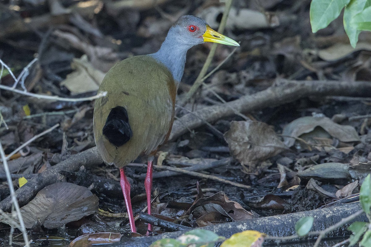 Gray-cowled Wood-Rail - Bradley Hacker 🦜