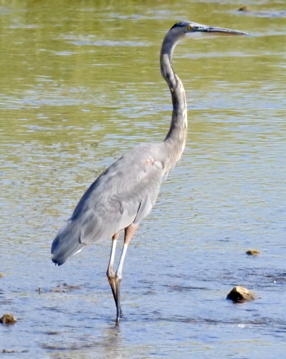 Garza Azulada - ML68174751