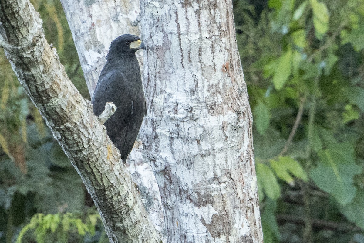 Great Black Hawk - ML68175811