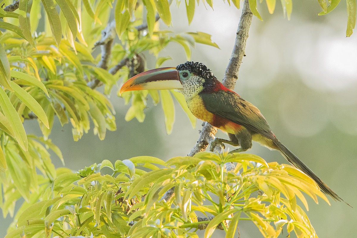 Curl-crested Aracari - Bradley Hacker 🦜