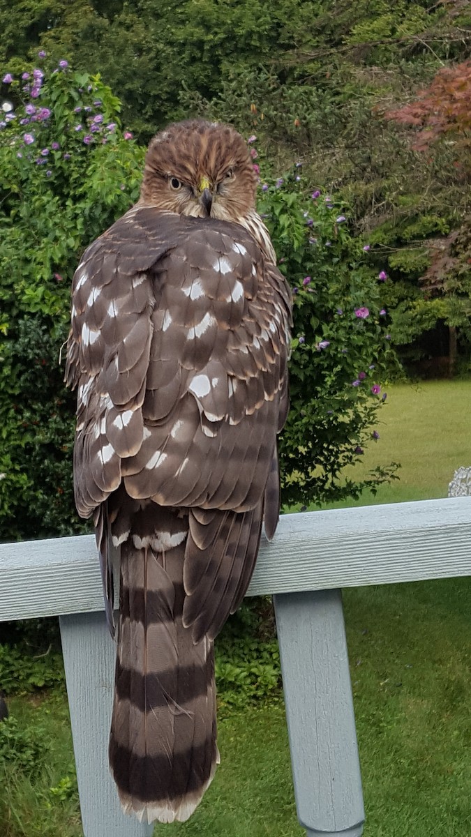 Cooper's Hawk - Karen Lowe