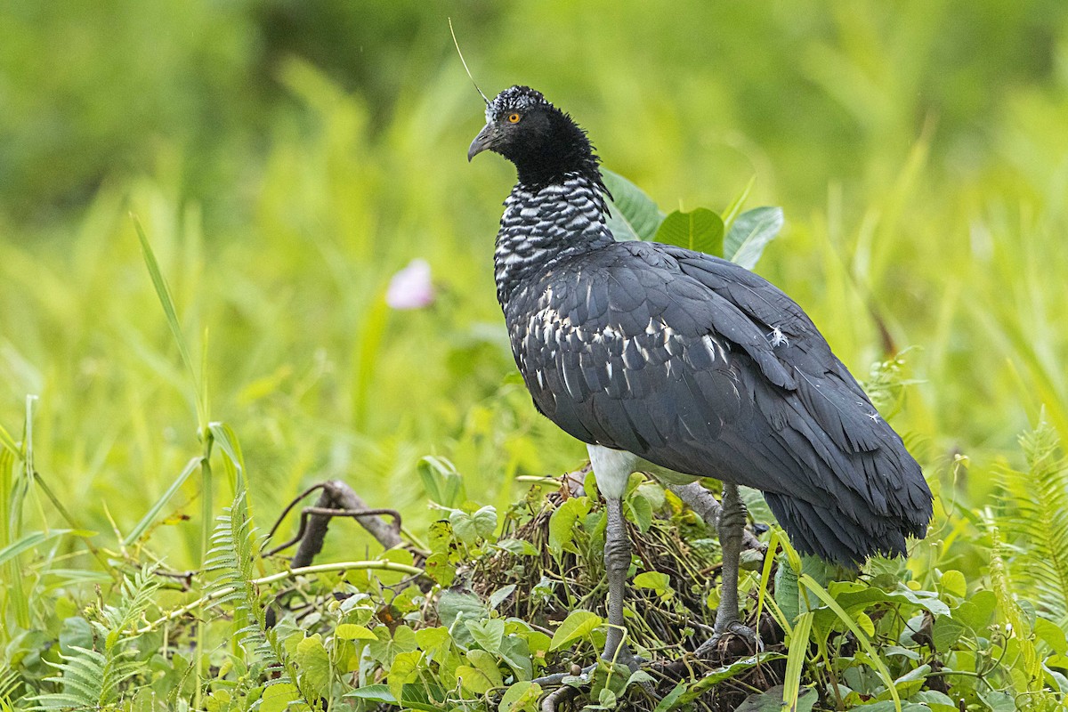 Horned Screamer - ML68177631