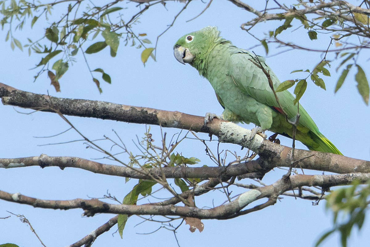 Mealy Parrot - ML68177671