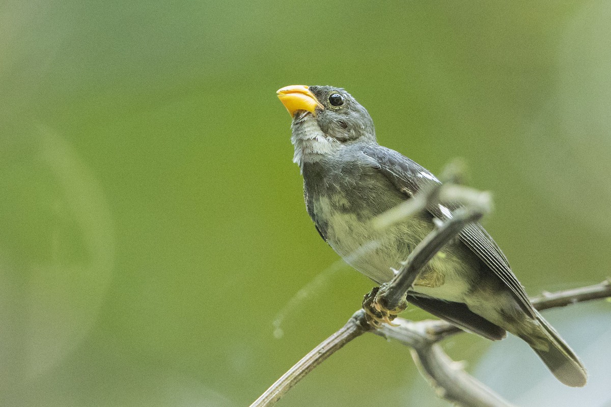 Slate-colored Seedeater - ML68178081