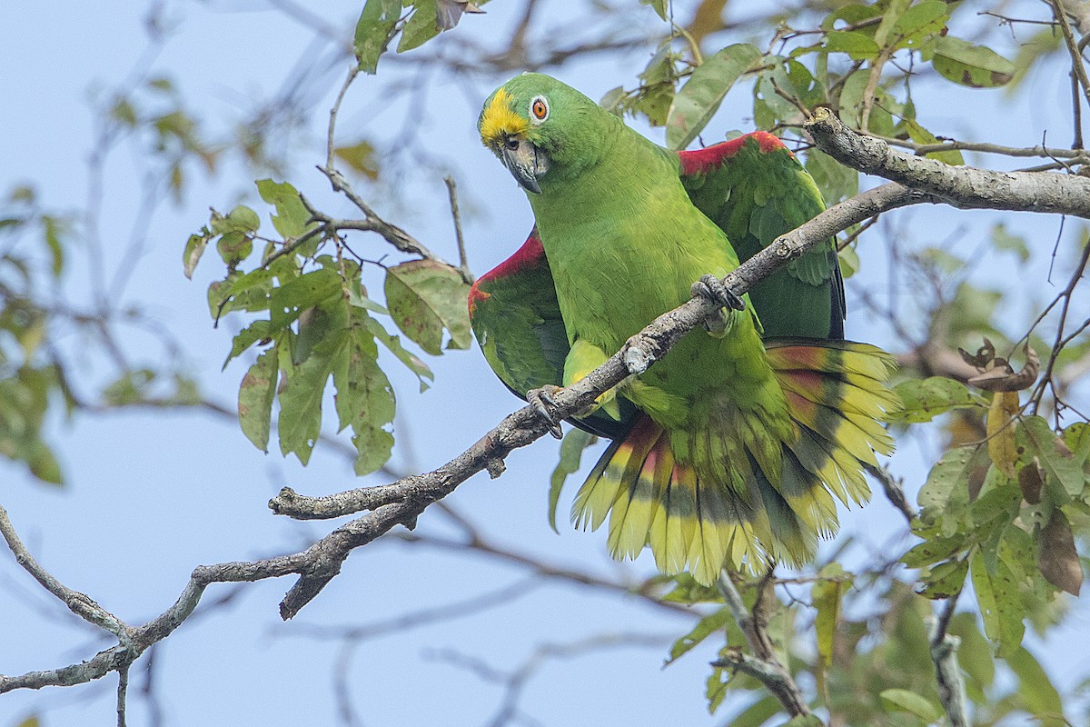 キビタイボウシインコ - ML68178131