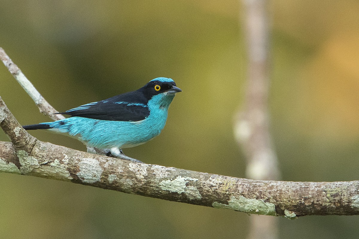 Black-faced Dacnis - Bradley Hacker 🦜