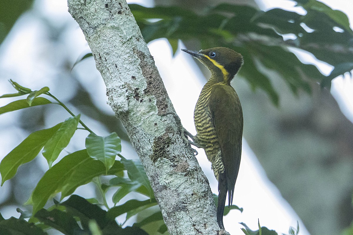 Golden-green Woodpecker - Bradley Hacker 🦜