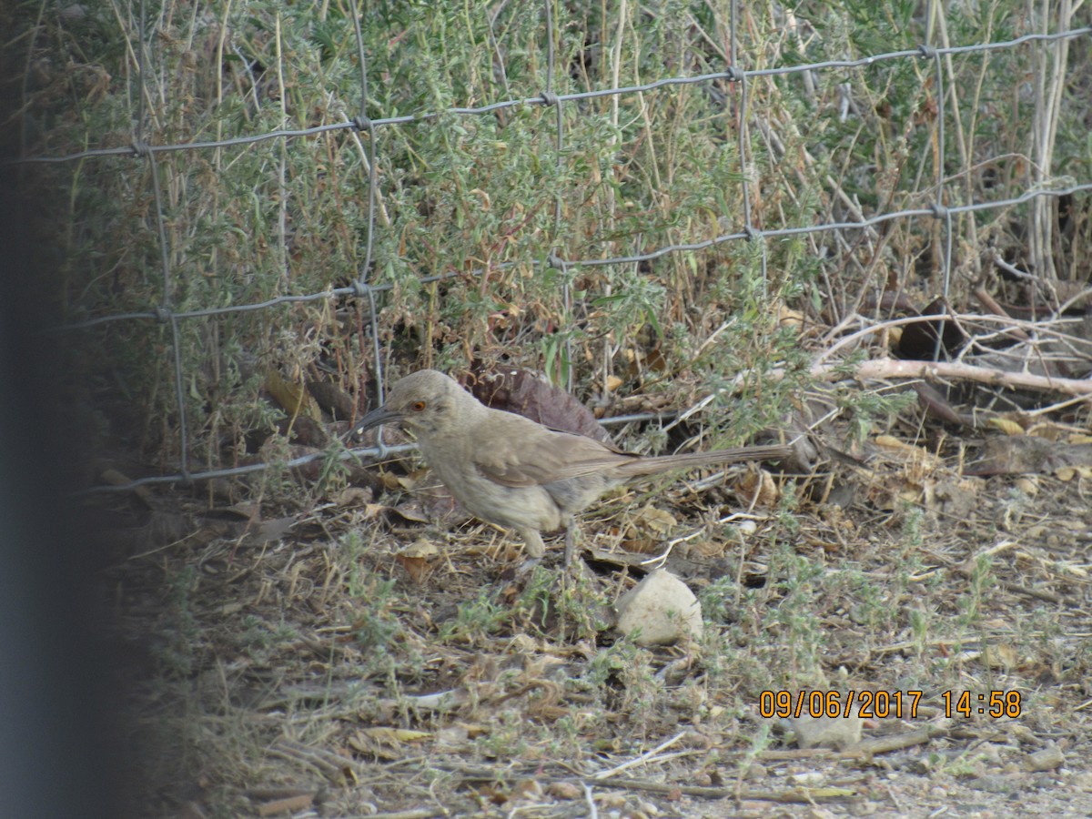 Curve-billed Thrasher - ML68179851