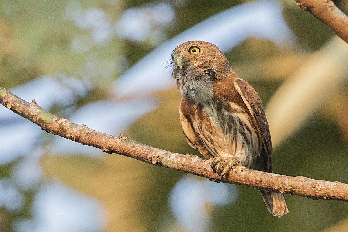 Ferruginous Pygmy-Owl - ML68180701