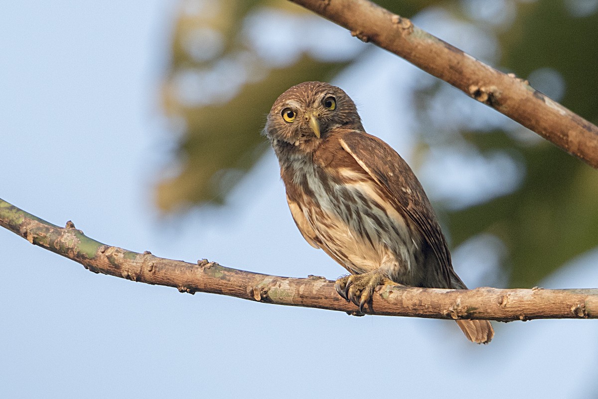 Ferruginous Pygmy-Owl - ML68180731