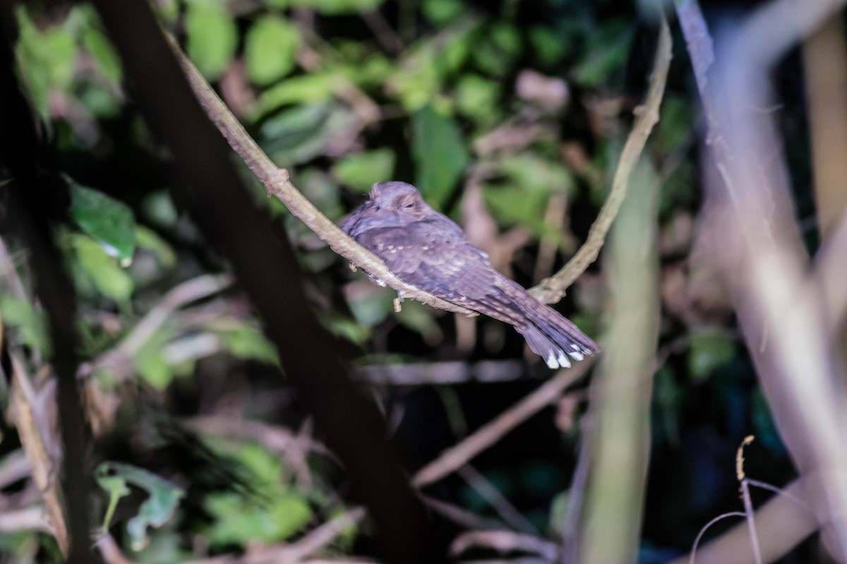 Ocellated Poorwill - Tim Liguori