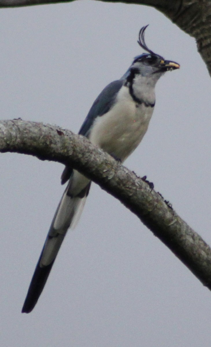 White-throated Magpie-Jay - Mario Trejo