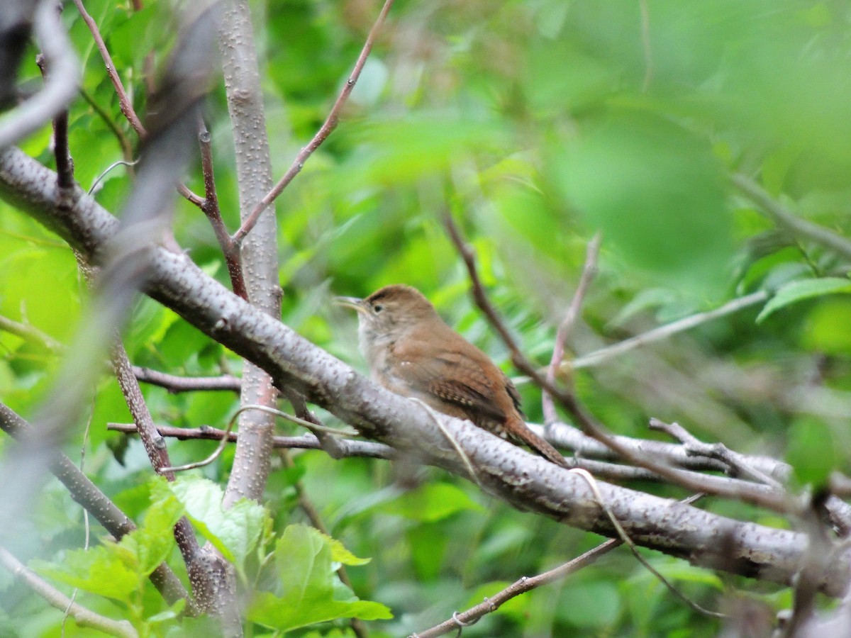 Northern House Wren - ML68184031