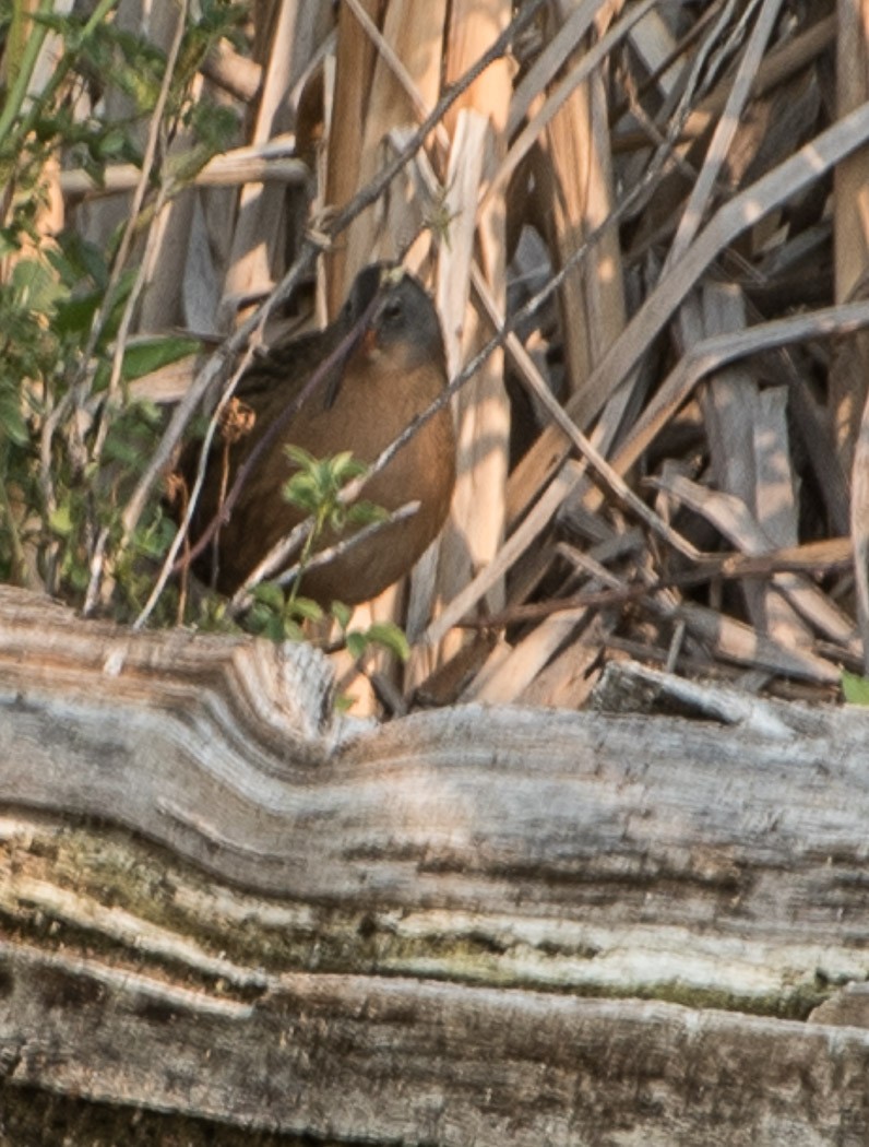 Virginia Rail - Libby Burtner