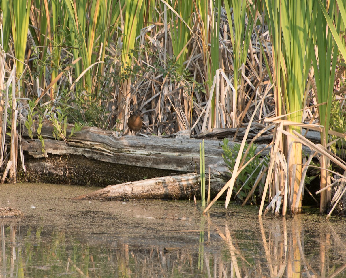 Virginia Rail - ML68184331