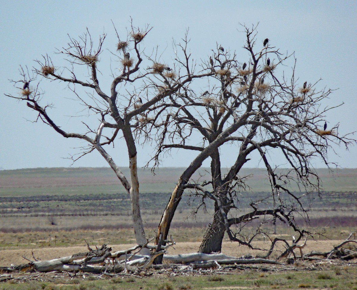 Garza Azulada - ML68184841