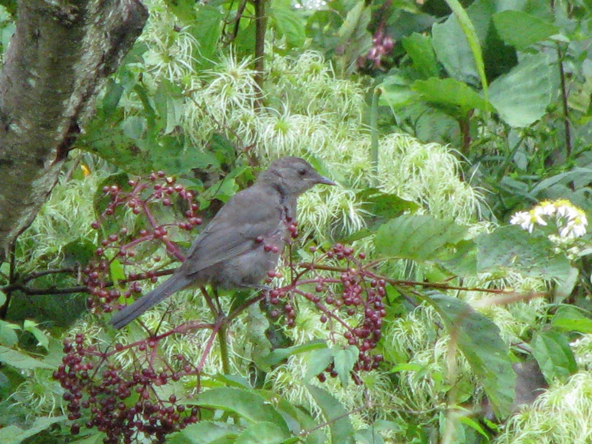 Gray Catbird - ML68187671