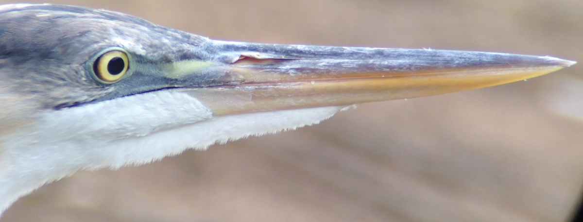 Great Blue Heron - Mark McShane