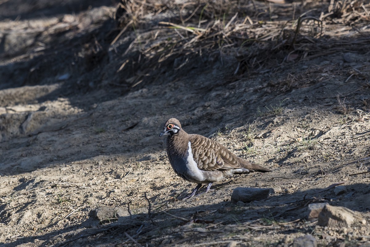 Squatter Pigeon - ML68188241