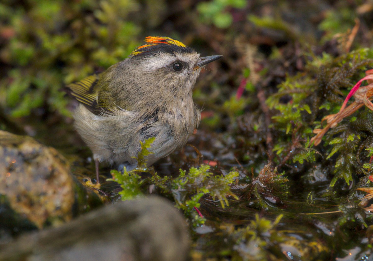 Golden-crowned Kinglet - Martin Dollenkamp