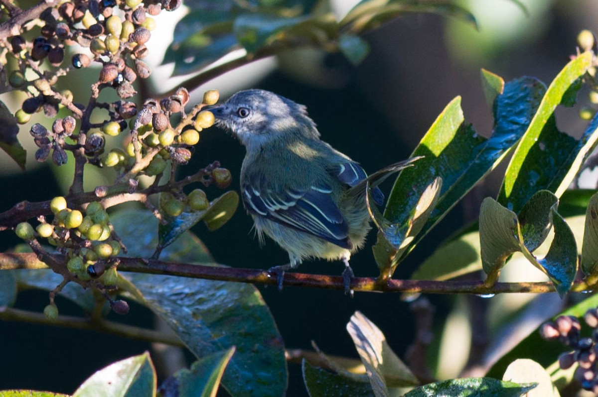 Slender-footed Tyrannulet - ML68190981