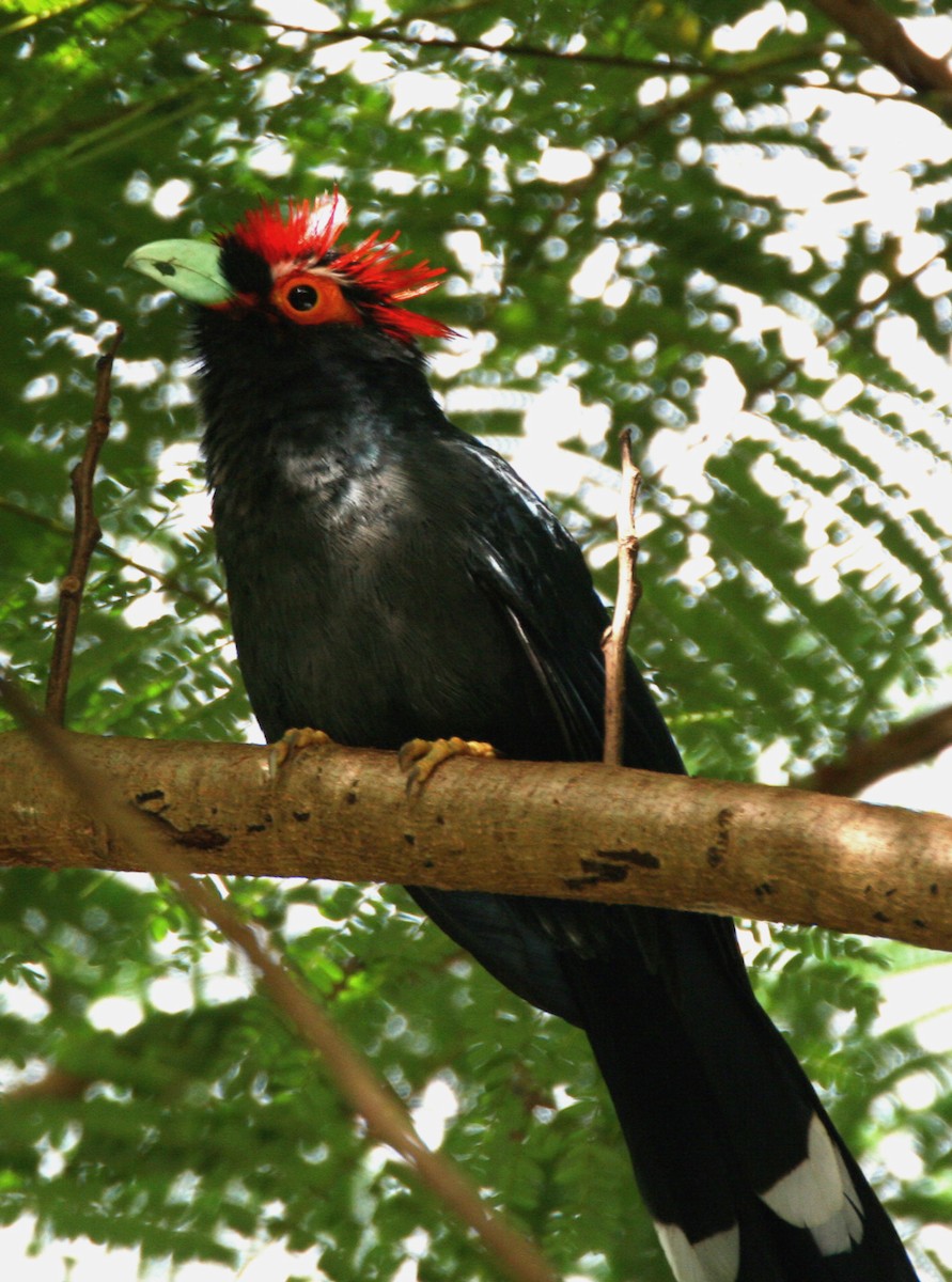 Malcoha à sourcils rouges - ML68191281