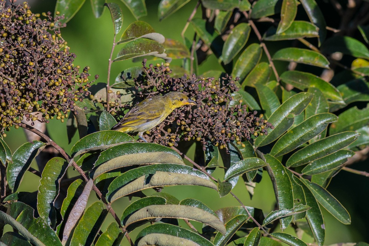 Yellow-backed Tanager - ML68191501