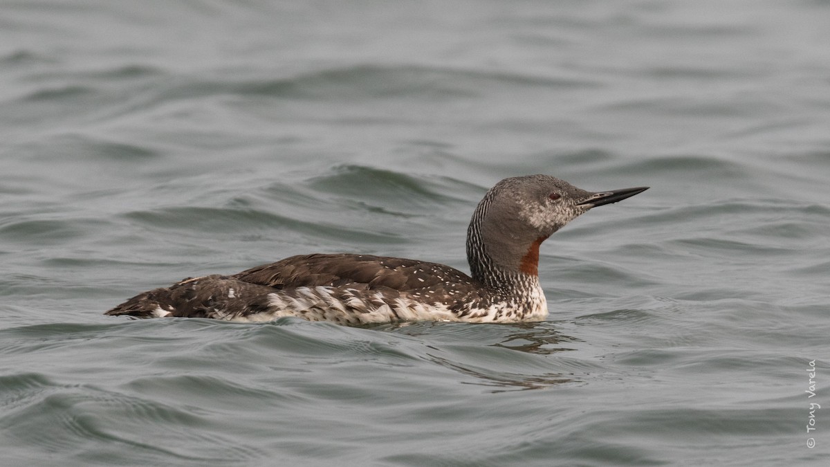 Red-throated Loon - Tony V