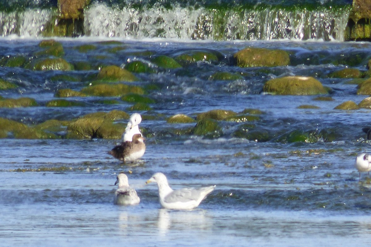 Hooded Merganser - ML68192681