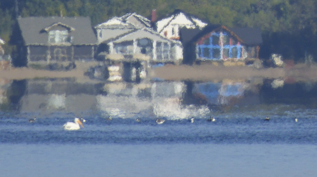 American White Pelican - ML68192741