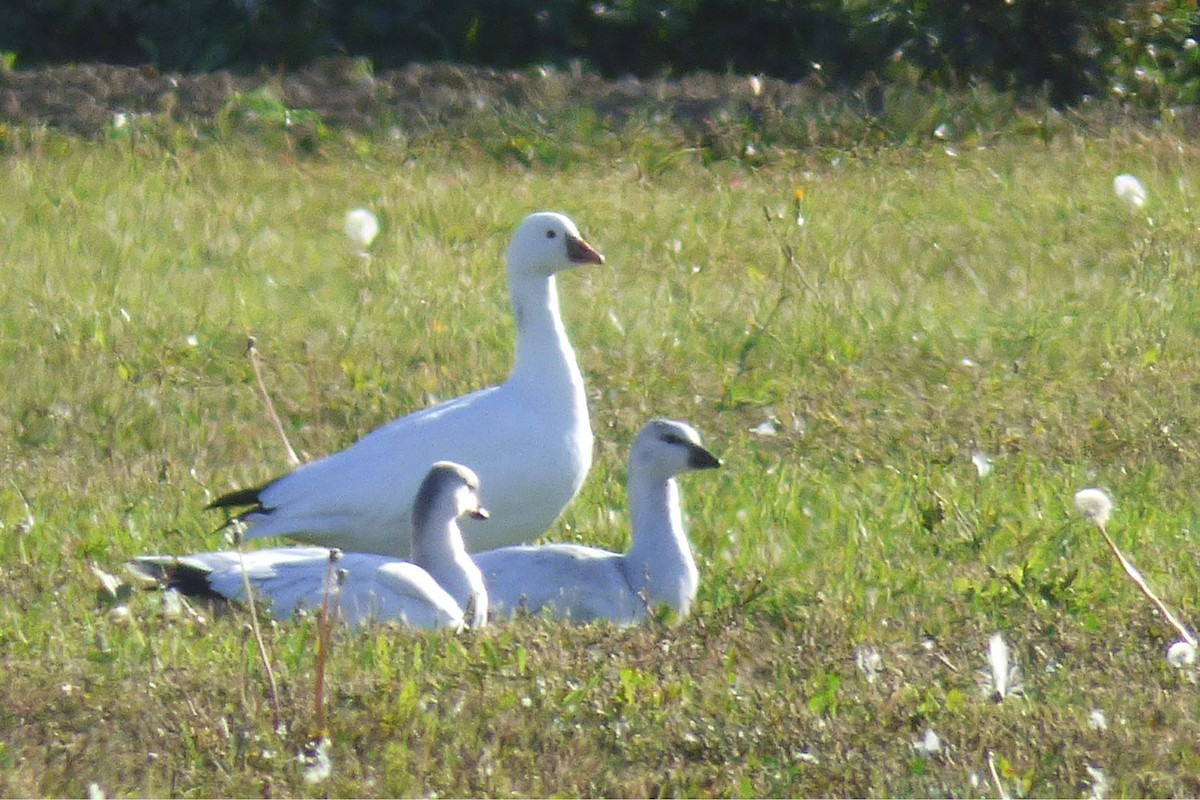 Ross's Goose - ML68192891